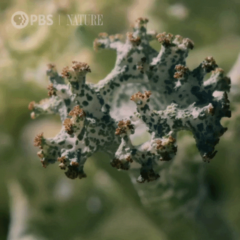 Pbs Nature Animales GIF by Nature on PBS