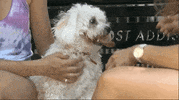 dccmakingtheteam dance football dancing dog GIF
