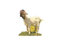 Gold Rush Miami Sticker by The Art Plug