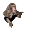 Fun Monkey Sticker