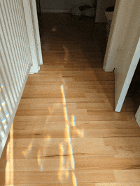 KantoLegend_ dog run puppy doggo GIF