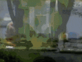 Tampa Bay Vintage GIF by MANGOTEETH