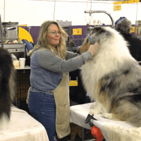 dog show dogs GIF by Westminster Kennel Club