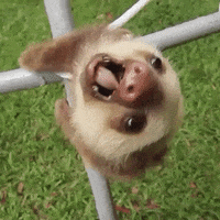 aww GIF
