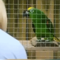 Parrot at British Zoo Sings Spot-On Rendition of Beyoncé Classic