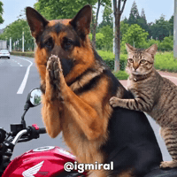 Cat And Dog Together GIF