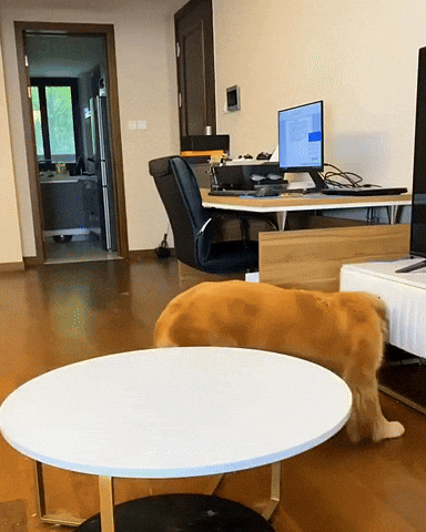 cuteanimalland giphyupload GIF