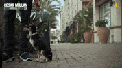 Nat Geo Dog GIF by National Geographic Channel