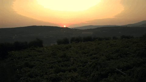 GiustiWine giphygifmaker sunset landscape valpolicella GIF