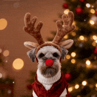 Merry Christmas Schnauzer GIF