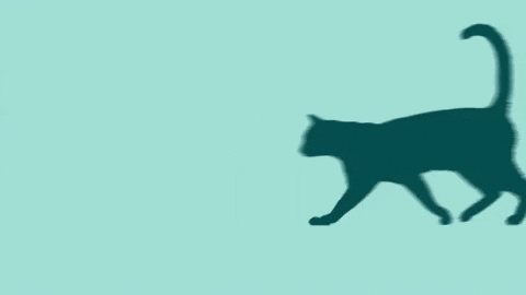 ACANA giphyupload cat catwalk cutecat GIF