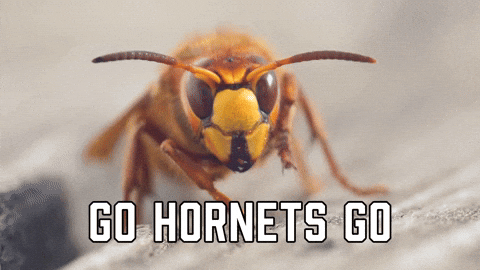 Charlotte Hornets Sport GIF by Sealed With A GIF