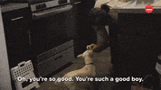 Dogs GIF by BuzzFeed