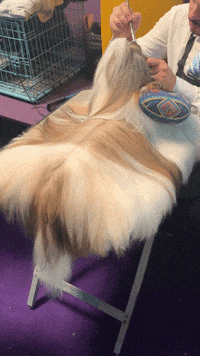 Dog Show GIF by Westminster Kennel Club