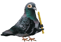 Pigeon Flute Sticker