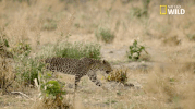 big cat week battle for the pride GIF by Nat Geo Wild 