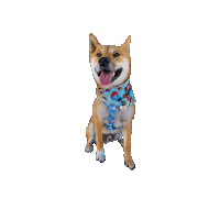 Shiba Inu Christmas Dog Sticker by Geekster Pets