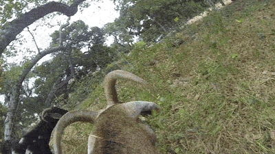 puns goats GIF by Science Friday
