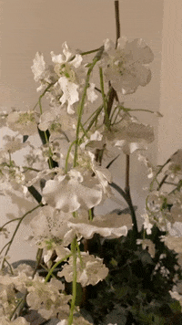 bkphysiotherapie  GIF