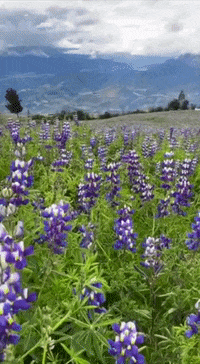mikunafoods  GIF