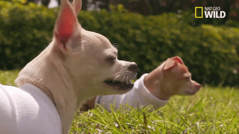 Dog Pups GIF by Nat Geo Wild
