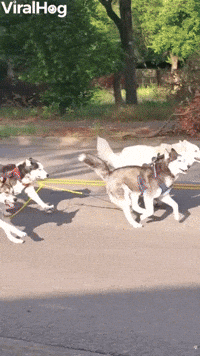Texas Huskies Love Urban Mushing 