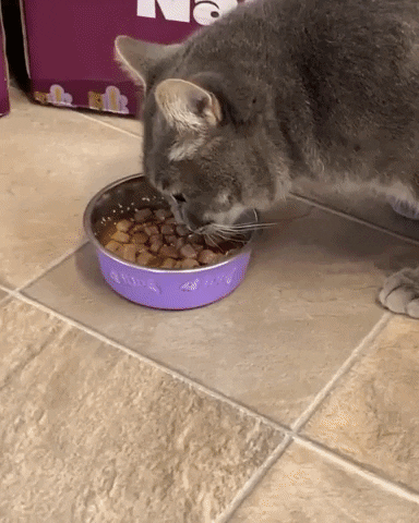 Cat Shelter GIF by Made by Nacho