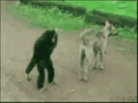 dog irritating GIF