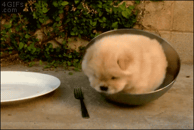 puppy bowl GIF