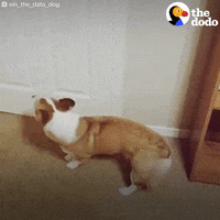 thedodo cute dog corgi the dodo GIF