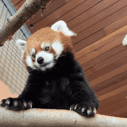 Red Panda Funny Animals GIF by Valley Zoo Development Society