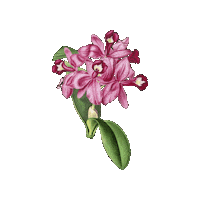 Flores Botanica Sticker