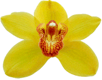 specialorchids red flower yellow pretty Sticker