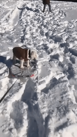 English Bulldog Puppy Enjoys Sled Ride in Rhode Island