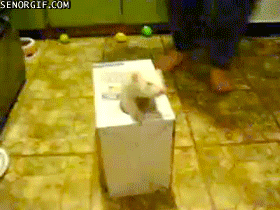 boxes ferrets GIF by Cheezburger