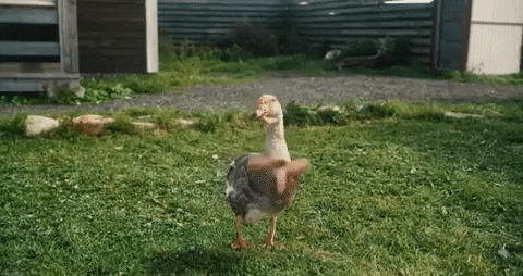 ryanchalmers giphygifmaker dancing goose little big GIF