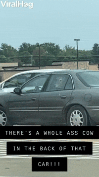 Car with a Cow in the Backseat