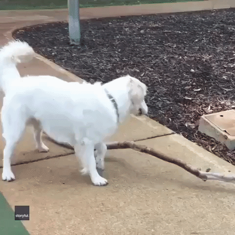 'Branch Manager' Helps 'Assistant Branch Manager' Carry Large Stick