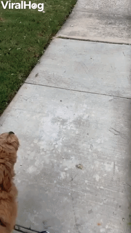 Puppy Picks Up Dropped Leash