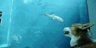 fish corgi GIF
