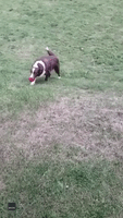 Owner Replaced by a Hill: Dog Learns How to Play Fetch With Himself