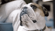 wearejourneyfurther bruce GIF