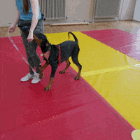 posipets GIF by Positively Pets