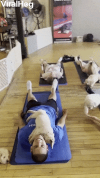 Yoga Puppies GIF by ViralHog