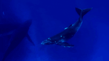 humpback whale ocean GIF
