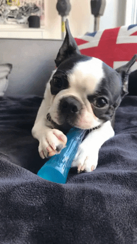 DogJogs boston terrier kona dog toy chew toy GIF
