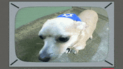 dog fish eye GIF by South Park 