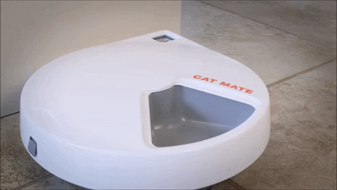 themainprojectl giphygifmaker GIF