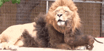 Dog Lion GIF