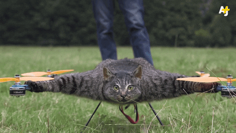 cat drone GIF